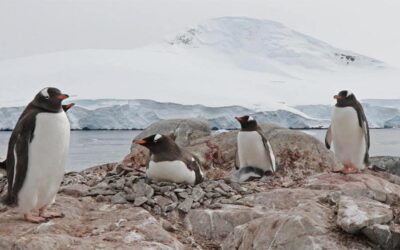 Supercomputador del NLHPC Guacolda-Leftraru ayudará a predecir efectos del cambio climático sobre biodiversidad de la Antártica