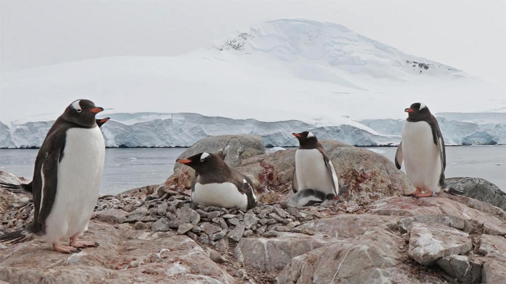 Supercomputador del NLHPC Guacolda-Leftraru ayudará a predecir efectos del cambio climático sobre biodiversidad de la Antártica